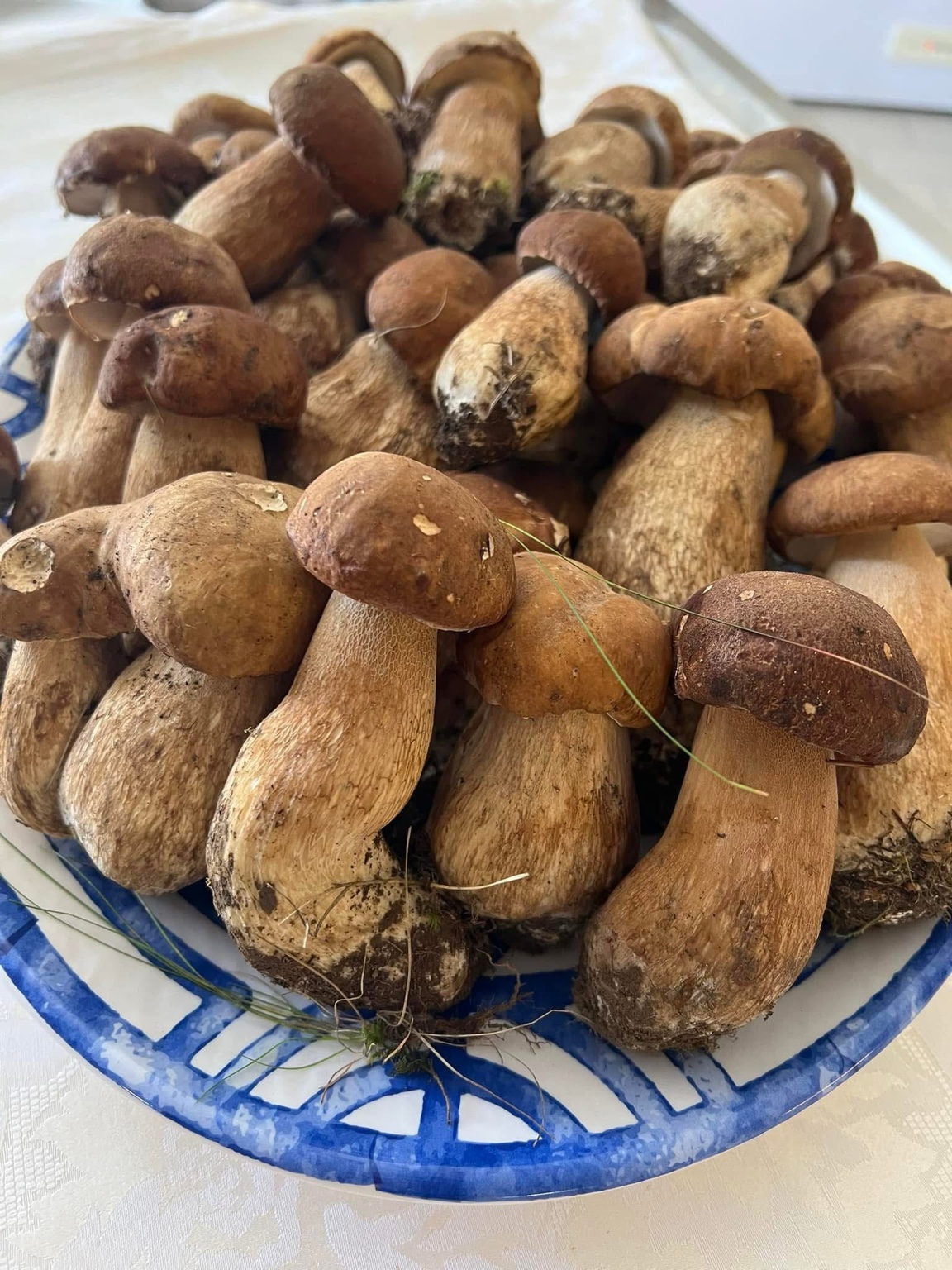 Piatto